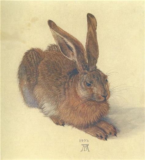 Albrecht Durer Young Hare Original - Artists