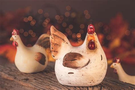 chicken wooden background      chicken wooden