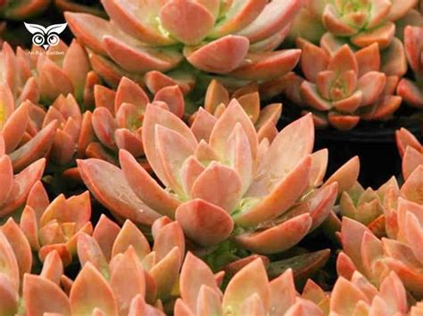 sen da  nguon goc va bi quyet trong hieu qua