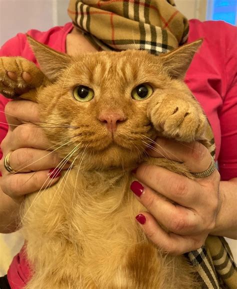 Кот Атос ищет свой дом одним животным в дом. Очень большой 8-ми ...