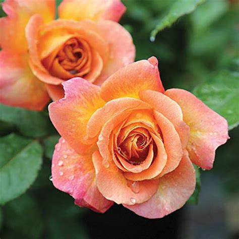 Floribunda rose - How to grow & care