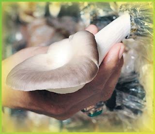 mushroomworld: Cara Penanaman Cendawan