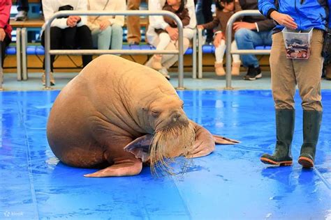 【名古屋発ファミリー旅行】鳥羽水族館：可愛い海の生き物たち、またはミキモト真珠島探検日帰り旅行 ＋ 伊勢神宮 ＋ 二見興玉神社／夫婦岩 観光 ...