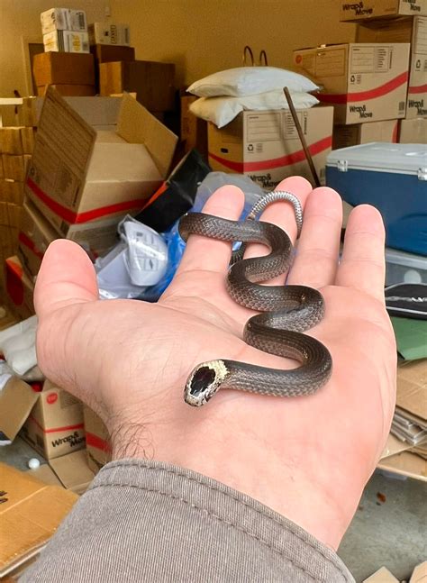 A mildly venomous White Crowned Snake from Burleigh Heads. White