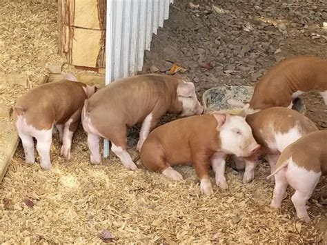 Hereford Pigs for sale21 – Pasture People Farm
