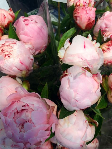 Пионы букет💐