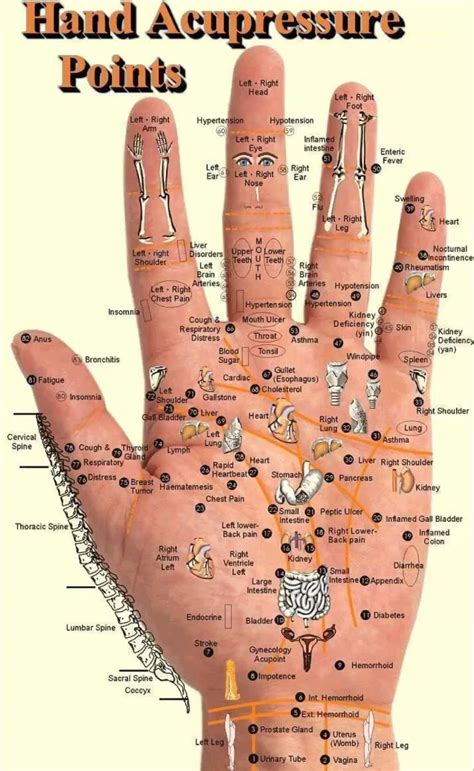 pressure point chart  kb  pages page