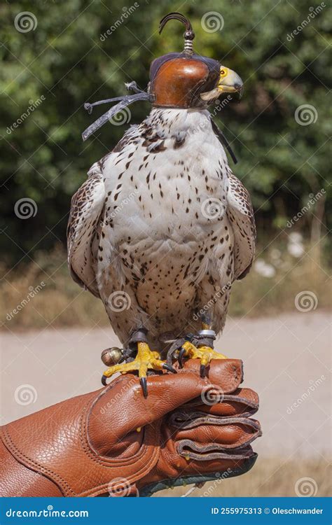 Hooded Peregrine Falcon Sits on the Leather Falconer Glove Stock Image ...