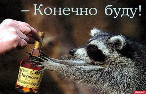 Дом Енота | Виртуальный музей енотиков. Все о енотах и с енотиками!