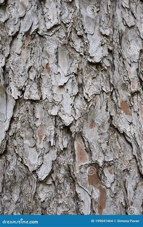 pinus strobus trunk stock photo image  eastern pinus