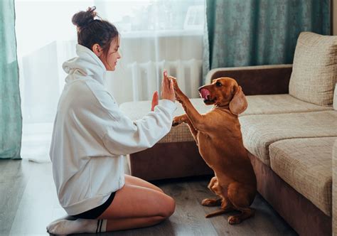 The 10 commandments for responsible dog ownership - Dog Counsel