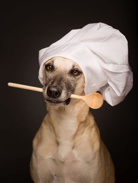 10 Photos of Dogs Wearing Chef's Hats, Just Because | Dogs, Chef's hats ...