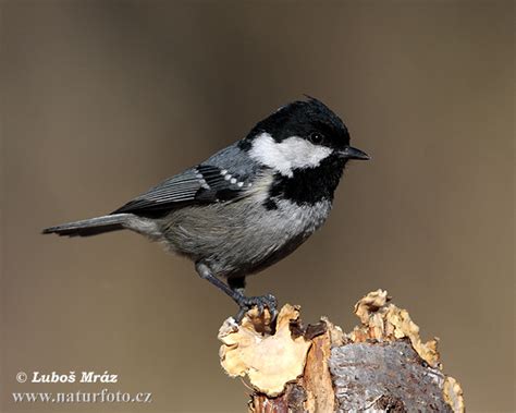 Periparus ater Pictures, Coal Tit Images, Nature Wildlife Photos ...