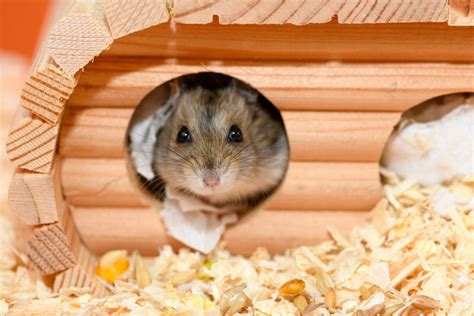 Spielzeug Fur Hamster Basteln — Sparstarmma.com