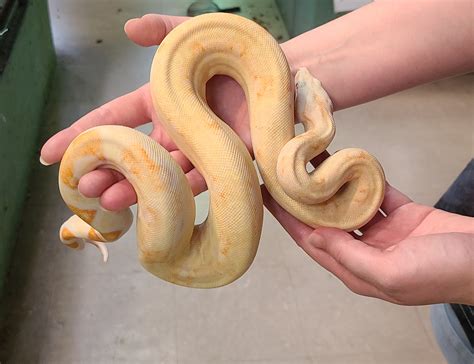 Boa constrictor 'Albino Boa constrictor' Het. Anery, Het. ka