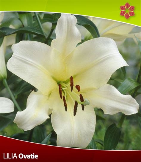 LILIA Forever | SPRING FLOWER BULBS \ Lilium \ Hybrid Orienpet OT