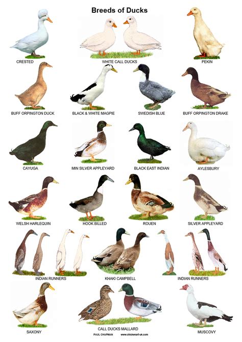 A4 Laminated Posters. Breeds of Ducks | Etsy UK