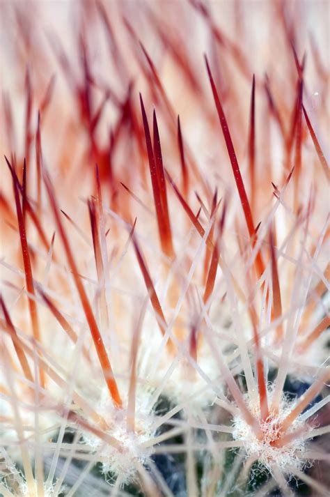 Macro Photography · Free Stock Photo