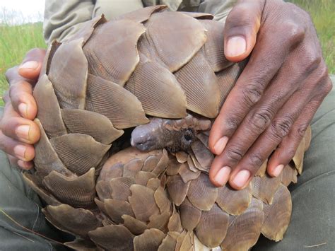 The pangolin, is officially the most trafficked mammal on earth