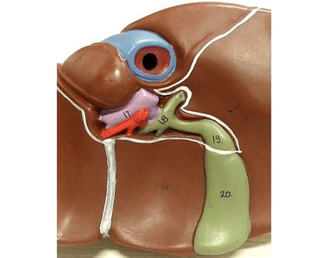 Anatomia do fígado 3 Quiz