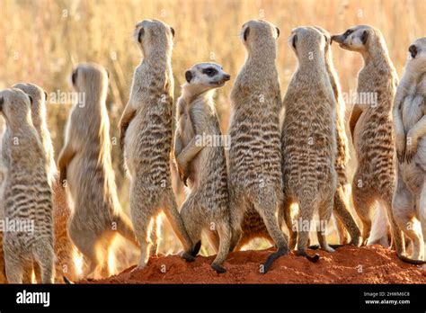 Meerkat, Addo Elephant National Park Stock Photo - Alamy