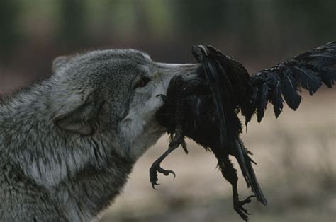WOLVES // “A Gray wolf, Canis lupus, with dead raven, Corvus...