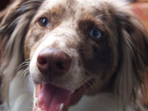 Tri-color Red Merle Border Collie Cocker Spaniel Mix