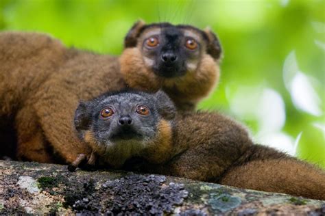 Collared brown lemur Archives - Lemur Conservation Network