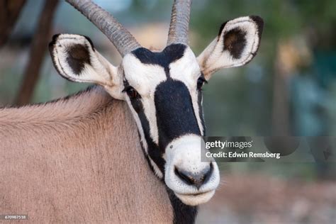 Close Up Of Gemsbok High-Res Stock Photo - Getty Images