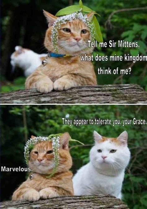 marvelous meme guy
