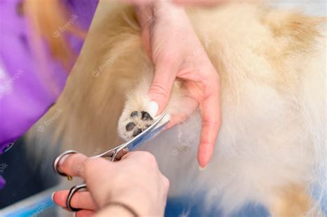 Premium Photo | Womens hands with scissors cut the hair on the dogs paw ...