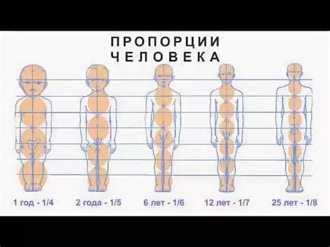 пропорции человека: 10 тыс изображений найдено в Яндекс.Картинках ...