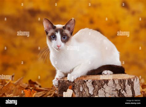 Siamese Cat, seychellois-chocolate-point-white |Siamkatze, seychellois ...