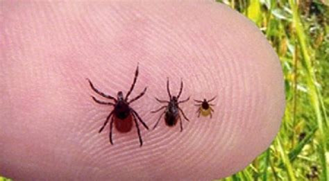 Укусил клещ: фото как выглядит, симптомы и лечение, вытащить, прививка ...