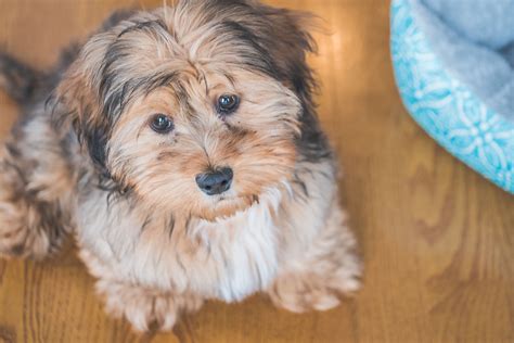 The Best Poodle Mixes | The Smart Dog Guide