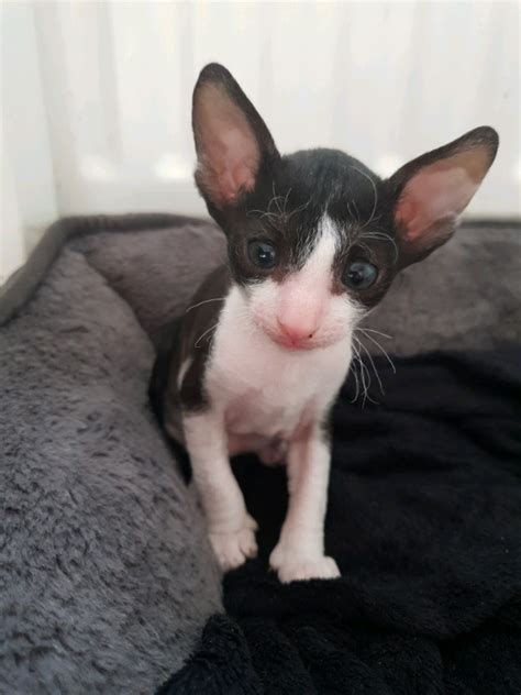 Cornish rex kittens for reservation | in Brighton, East Sussex | Gumtree