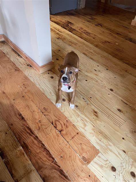 Pit puppy : r/BanPitBulls