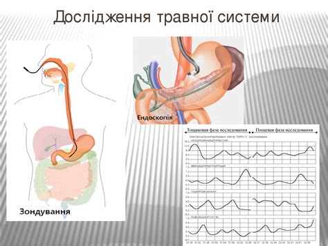 Презентація "Будова та функції травної системи"