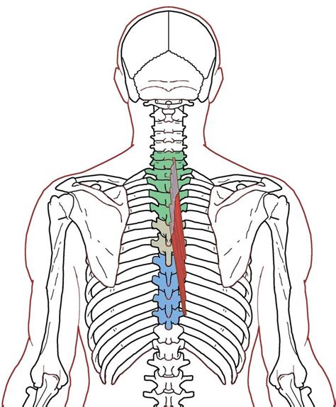 semispinalis thoracis functional anatomyintegrative works