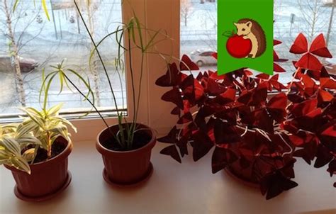 5 комнатных растений, которые не боятся сквозняков: кого можно ...