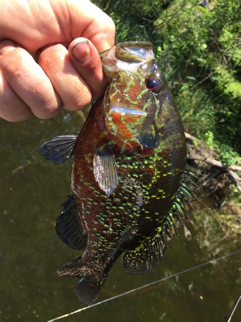Beautifully colored rock bass : r/Fishing