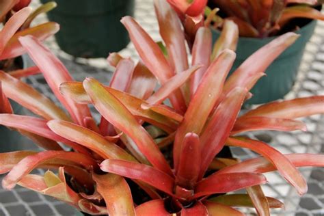 Neoregelia