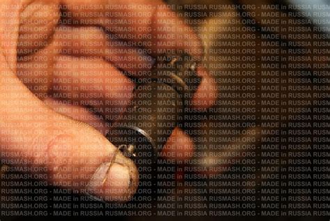 Натяжитель цепи ЗМЗ 405, 406, 409 в Москве | Компания РУСМАШ