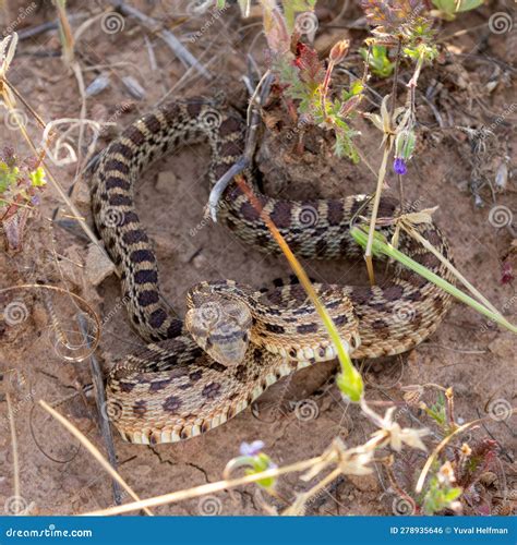 Pacific Gopher Snake, Juvenile, in Defensive Posture Stock Photo
