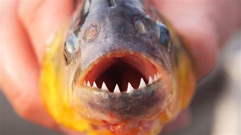 12 Myths & Facts About Piranha's