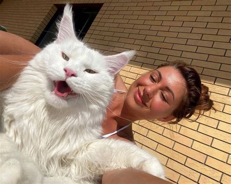 Harga Kucing Maine Coon dan Ciri-Ciri Kucing Sehat Untuk di Beli
