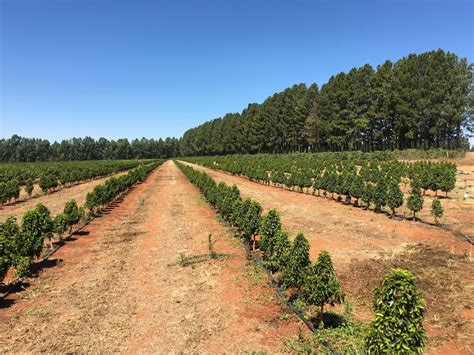 What Is Coffee Planting? - coffee plantation