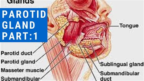 PAROTID GLAND Part:1 - YouTube