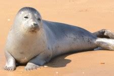 seal  stock photo public domain pictures