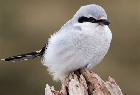 The Masked Butcher Bird | Wildlife Preservation Canada Blog